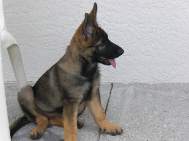 Tips for Potty Training German Shepherd Puppies