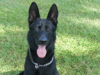 Black German Shepherd