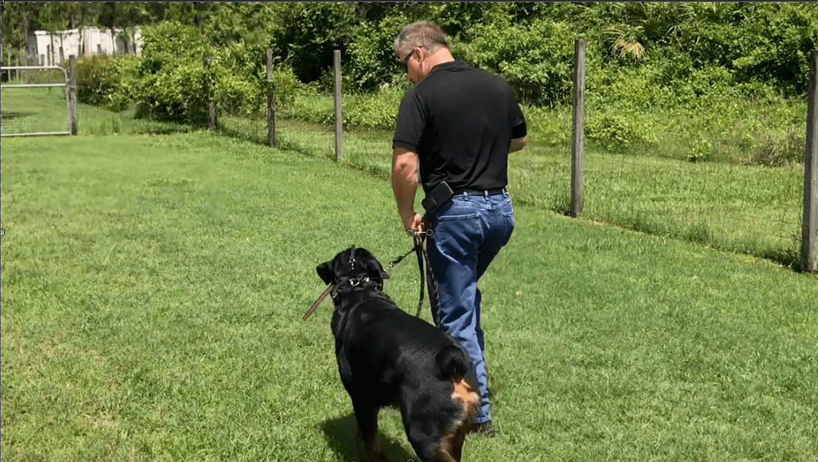 Rottweiler obedience training